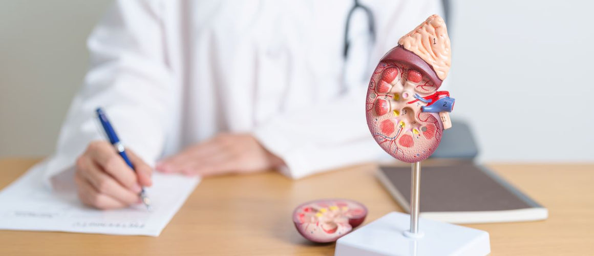 Doctor with a kidney model showing  kidney functionality