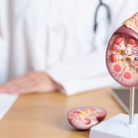 Doctor with a kidney model showing  kidney functionality