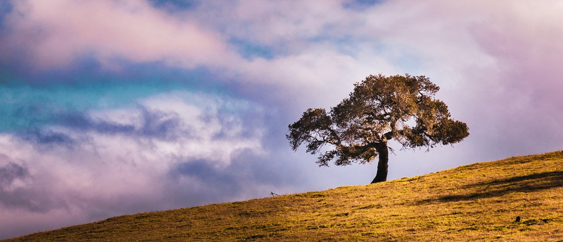 Lone tree on a hill